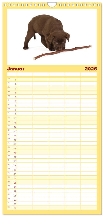 Labrador - Welpen (CALVENDO Familienplaner 2026)