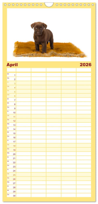 Labrador - Welpen (CALVENDO Familienplaner 2026)
