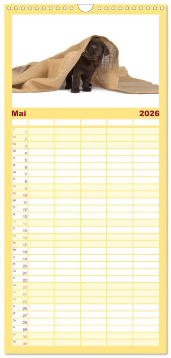 Labrador - Welpen (CALVENDO Familienplaner 2026)