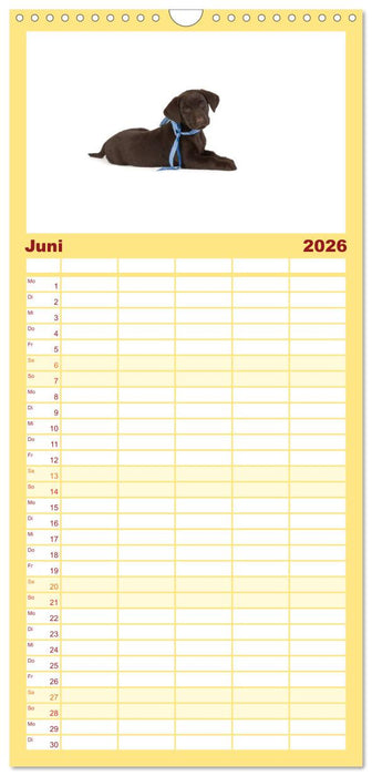 Labrador - Welpen (CALVENDO Familienplaner 2026)