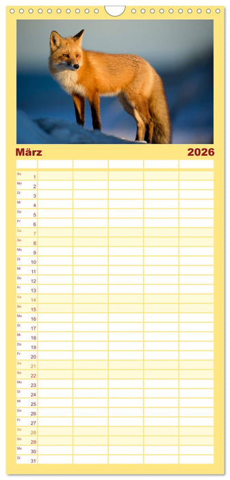 Fuchs - schlauer Räuber (CALVENDO Familienplaner 2026)