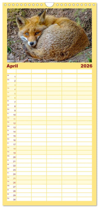 Fuchs - schlauer Räuber (CALVENDO Familienplaner 2026)