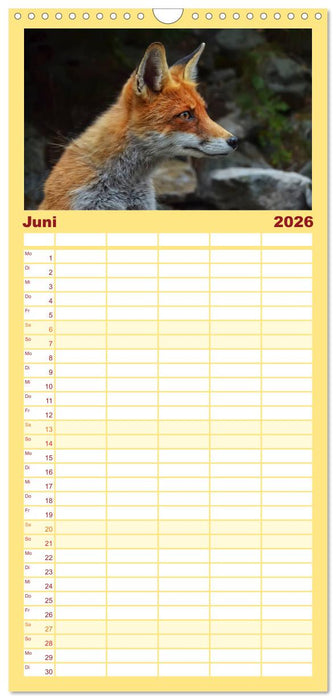 Fuchs - schlauer Räuber (CALVENDO Familienplaner 2026)
