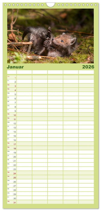 Bei den Jungfüchsen (CALVENDO Familienplaner 2026)