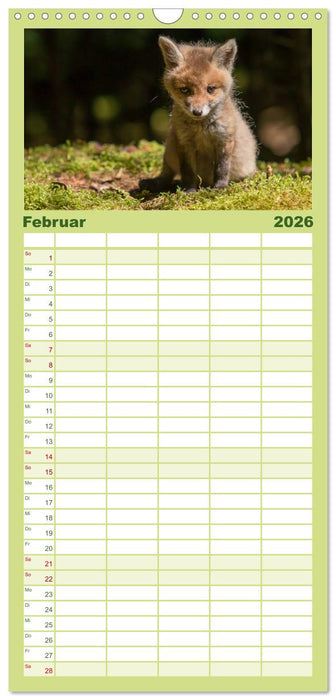 Bei den Jungfüchsen (CALVENDO Familienplaner 2026)