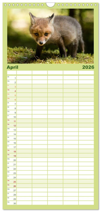 Bei den Jungfüchsen (CALVENDO Familienplaner 2026)