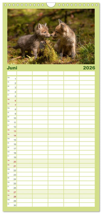 Bei den Jungfüchsen (CALVENDO Familienplaner 2026)