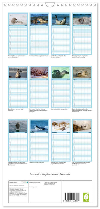 Faszination Kegelrobben und Seehunde (CALVENDO Familienplaner 2026)