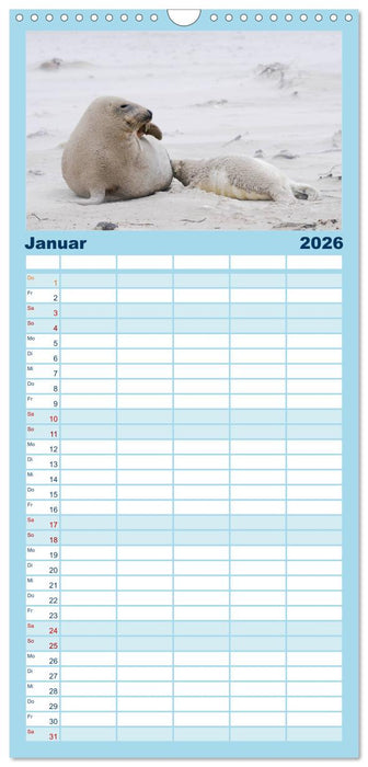 Faszination Kegelrobben und Seehunde (CALVENDO Familienplaner 2026)