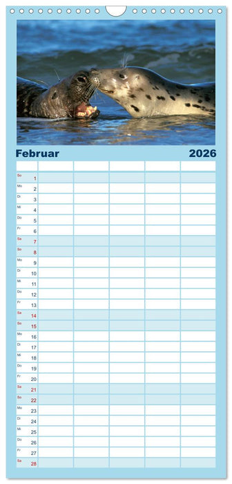 Faszination Kegelrobben und Seehunde (CALVENDO Familienplaner 2026)