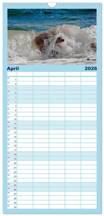 Faszination Kegelrobben und Seehunde (CALVENDO Familienplaner 2026)