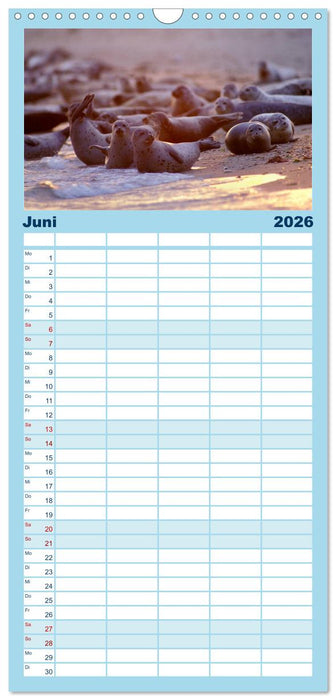 Faszination Kegelrobben und Seehunde (CALVENDO Familienplaner 2026)