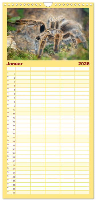 Vogelspinnen (CALVENDO Familienplaner 2026)