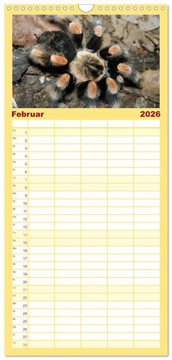 Vogelspinnen (CALVENDO Familienplaner 2026)