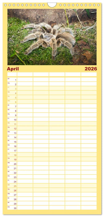 Vogelspinnen (CALVENDO Familienplaner 2026)