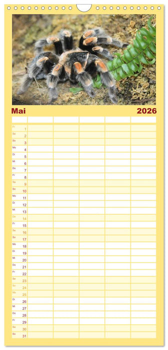 Vogelspinnen (CALVENDO Familienplaner 2026)