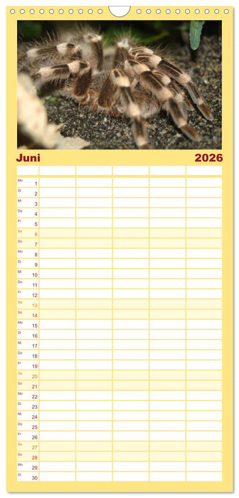 Vogelspinnen (CALVENDO Familienplaner 2026)