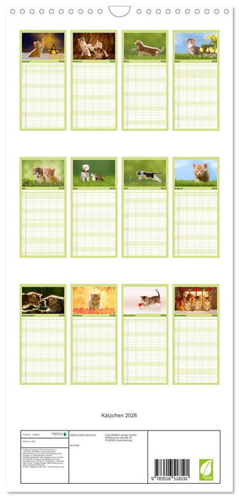 Kätzchen 2026 (CALVENDO Familienplaner 2026)