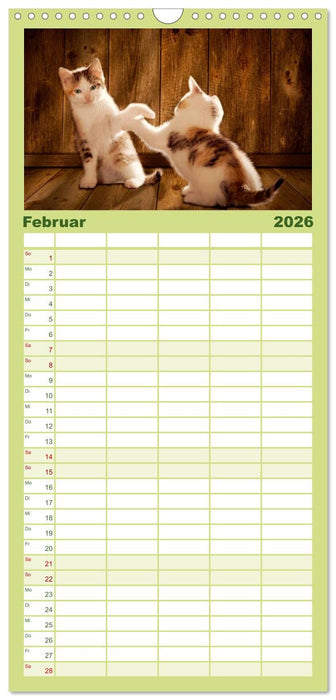 Kätzchen 2026 (CALVENDO Familienplaner 2026)