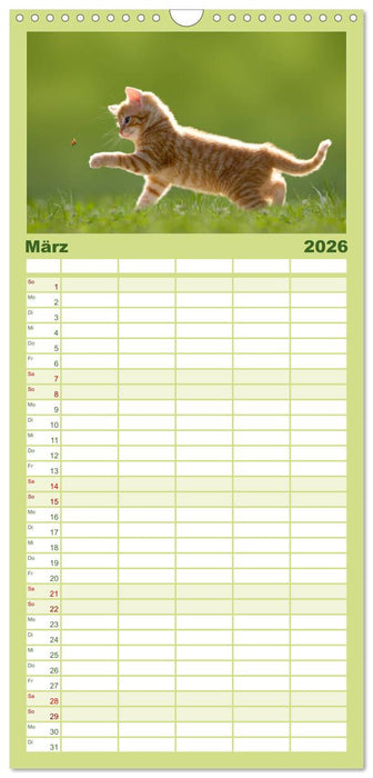 Kätzchen 2026 (CALVENDO Familienplaner 2026)