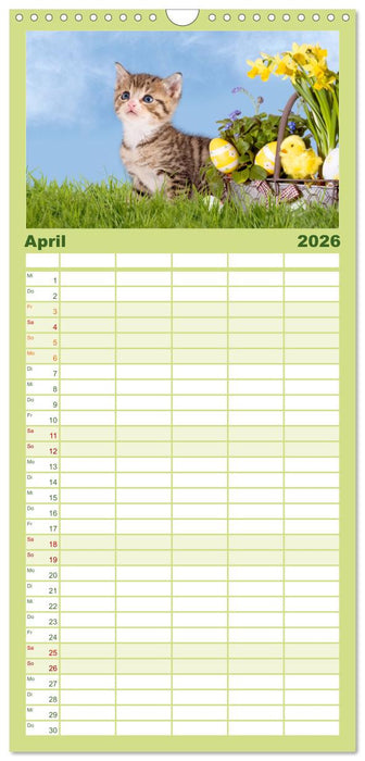 Kätzchen 2026 (CALVENDO Familienplaner 2026)