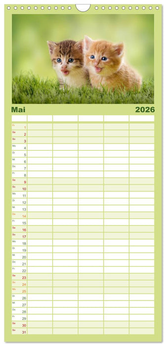 Kätzchen 2026 (CALVENDO Familienplaner 2026)