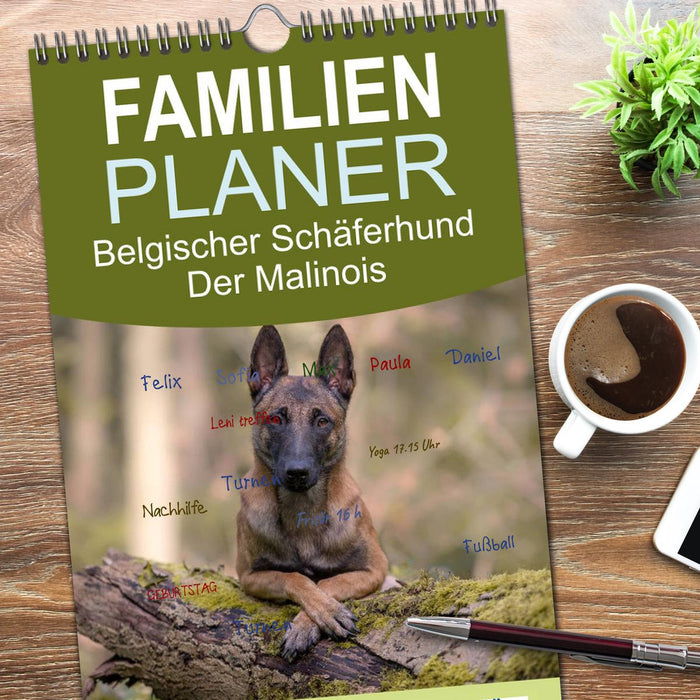 Belgischer Schäferhund - Der Malinois (CALVENDO Familienplaner 2026)