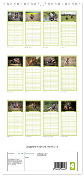 Belgischer Schäferhund - Der Malinois (CALVENDO Familienplaner 2026)