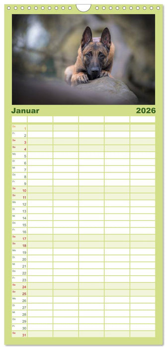 Belgischer Schäferhund - Der Malinois (CALVENDO Familienplaner 2026)