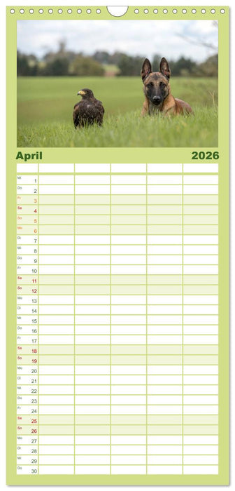 Belgischer Schäferhund - Der Malinois (CALVENDO Familienplaner 2026)