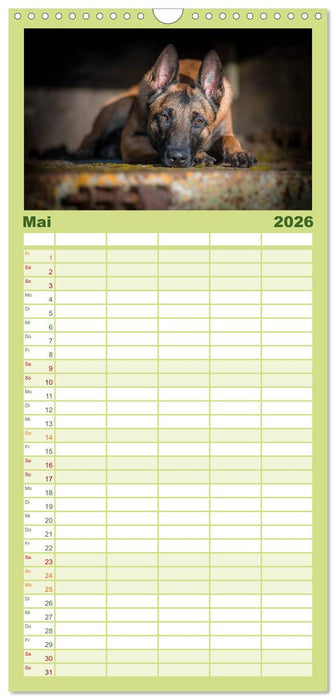 Belgischer Schäferhund - Der Malinois (CALVENDO Familienplaner 2026)