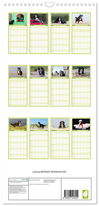 Liebling BERNER SENNENHUND (CALVENDO Familienplaner 2026)