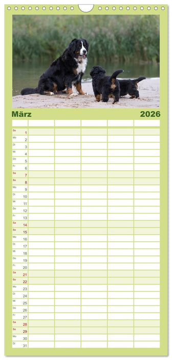 Liebling BERNER SENNENHUND (CALVENDO Familienplaner 2026)