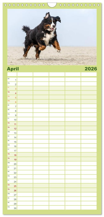Liebling BERNER SENNENHUND (CALVENDO Familienplaner 2026)