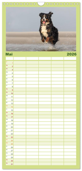 Liebling BERNER SENNENHUND (CALVENDO Familienplaner 2026)