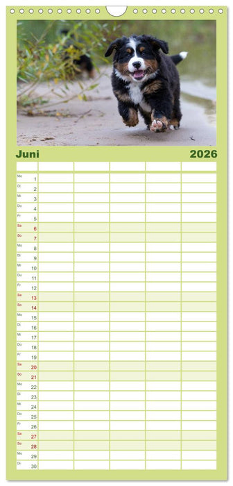 Liebling BERNER SENNENHUND (CALVENDO Familienplaner 2026)