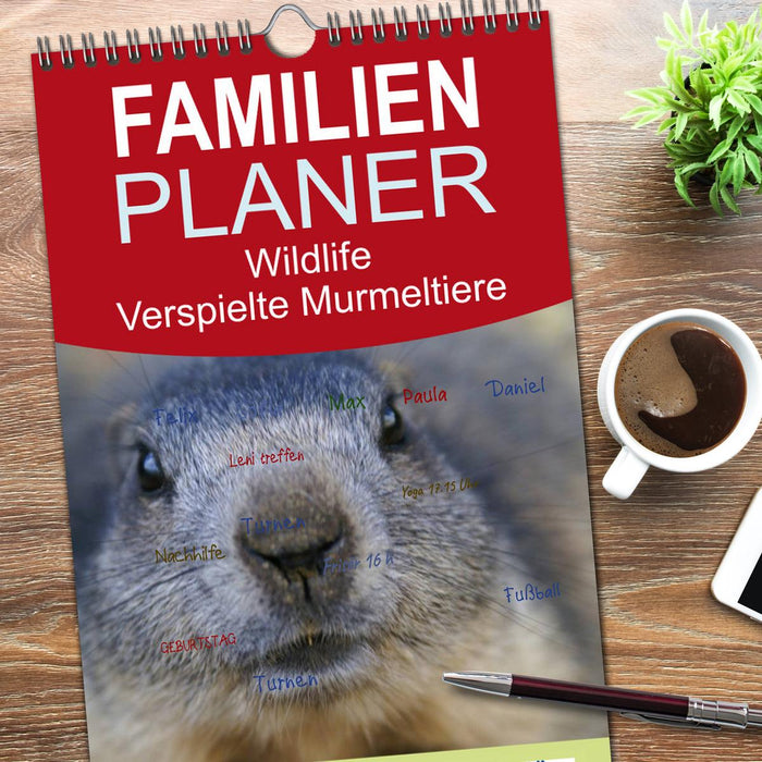 Wildlife - Verspielte Murmeltiere (CALVENDO Familienplaner 2026)