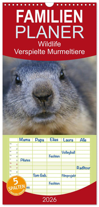 Wildlife - Verspielte Murmeltiere (CALVENDO Familienplaner 2026)