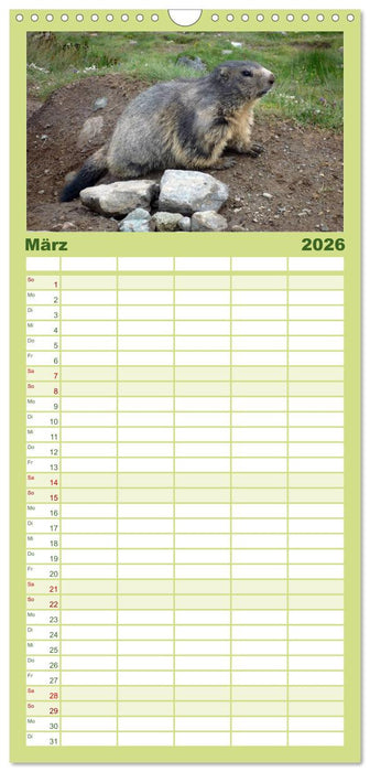 Wildlife - Verspielte Murmeltiere (CALVENDO Familienplaner 2026)