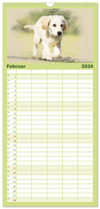 Golden Retriever (CALVENDO Familienplaner 2026)