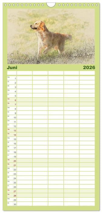 Golden Retriever (CALVENDO Familienplaner 2026)