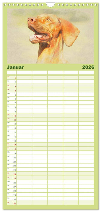 Magyar Vizsla 2026 (CALVENDO Familienplaner 2026)