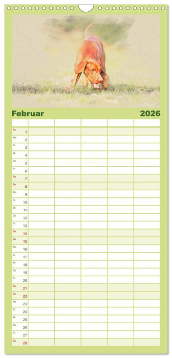 Magyar Vizsla 2026 (CALVENDO Familienplaner 2026)