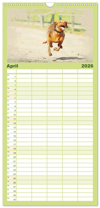 Magyar Vizsla 2026 (CALVENDO Familienplaner 2026)