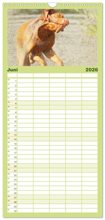 Magyar Vizsla 2026 (CALVENDO Familienplaner 2026)