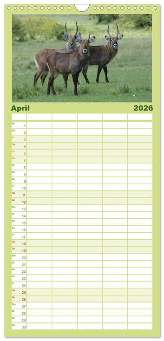 Abenteuer Afrika - Im Paradies der Tiere (CALVENDO Familienplaner 2026)