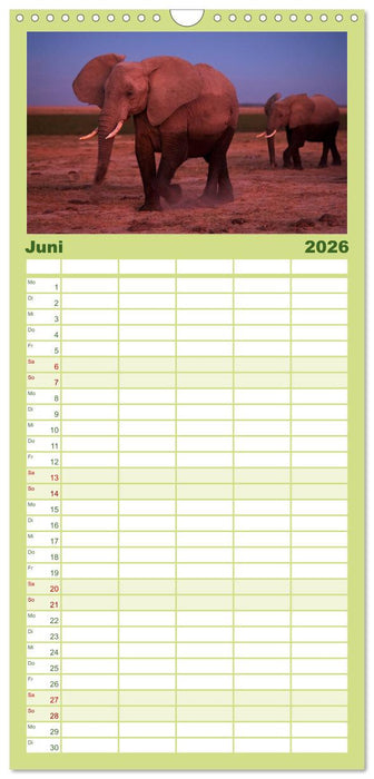 Abenteuer Afrika - Im Paradies der Tiere (CALVENDO Familienplaner 2026)