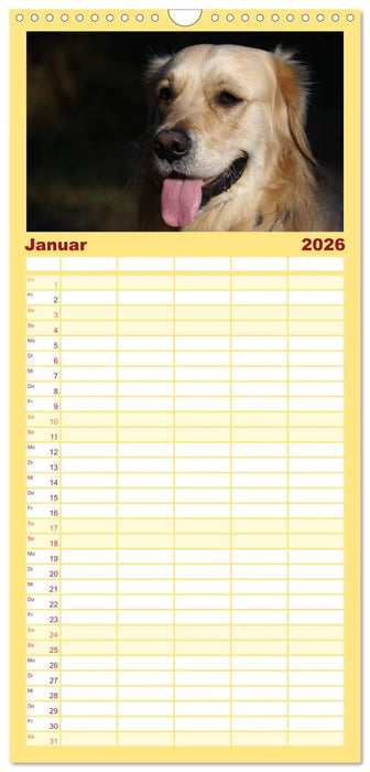 Golden Retriever Power (CALVENDO Familienplaner 2026)