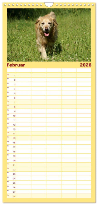 Golden Retriever Power (CALVENDO Familienplaner 2026)