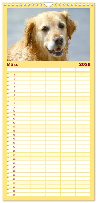 Golden Retriever Power (CALVENDO Familienplaner 2026)